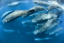 Aggregation of Sperm whales (Physeter macrocephalus) engaged in social activity. Indian Ocean, March.
