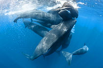 Family of Sperm whales (Physeter macrocephalus) engaged in social activity, rubbing against each other, Indian Ocean, March.