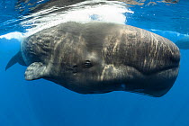 Sperm whale (Physeter macrocephalus) adult female at ocean surface, Indian Ocean, March.
