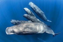Group of Sperm whales (Physter macrocephalus) family group swimming together, Indian Ocean, March.