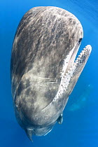 Sperm whale (Physeter macrocephalus) adult female swimming upwards to surface with other behind. Indian Ocean, March.