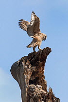 Great horned owl chick (Bubo virginianus) stretching wings on top of dead tree, Colorado, USA, April.