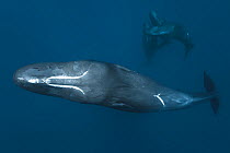 Close-up view of the ventral surface of an adult female Sperm whale (Physeter macrocephalus), with three others in the background. Dominica, Caribbean.