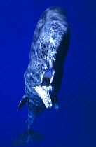 Sperm whale (Physeter macrocephalus) juvenile with fishing line and hook stuck in jaw. The hook had been attached for so long the wound had healed over, Ogasawara, Japan. September. Winner of the Gran...