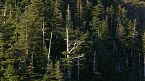 Tracking shot of sunlit Pine trees (Pinus), Prince William Sound, Alaska, USA.