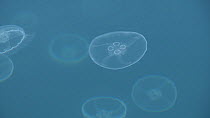 Common jellyfish (Aurelia aurita) at surface, Prince William Sound, Alaska, USA.