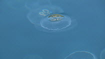 Common jellyfish (Aurelia aurita) at surface, Prince William Sound, Alaska, USA.