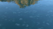 Large number of Common jellyfish (Aurelia aurita) at surface, Prince William Sound, Alaska, USA.