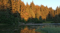 Tilt shot of Pine (Pinus) trees alongside a creek, Kachemak Bay, Alaska, USA.