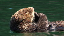 Close-up of a Northern sea otter (Enhydra lutris kenyoni) grooming, Kachemak Bay, Alaska, USA.