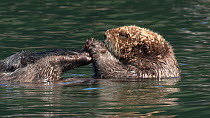 Northern sea otter (Enhydra lutris kenyoni) grooming its paws, Kachemak Bay, Alaska, USA.