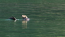 Northern sea otter (Enhydra lutris kenyoni) feeding, Kachemak Bay, Alaska, USA.
