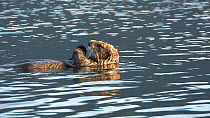 Northern sea otter (Enhydra lutris kenyoni) sleeping at dusk, floating at the surface, Kachemak Bay, Alaska, USA.