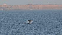 Humpback whale (Megaptera novaeangliae) tail slapping at the surface, Peru.