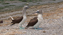 Pair of Blue footed boobies (Sula nebouxii) courting, with the male picking up and offering grass, Isla Lobos de Terra, Peru.