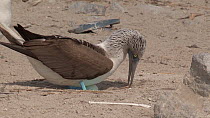 Blue footed booby (Sula nebouxii) sitting on nest, incubating eggs, Isla Lobos de Terra, Peru.