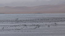 Large flock of Guanay cormorants (Phalacrocorax bougainvilli) flying to feed, Ballestas Islands, Peru.
