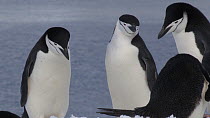 Pair of Chinstrap penguins (Pygoscelis antarcticus) displaying, Aitcho Island, South Shetland Islands.