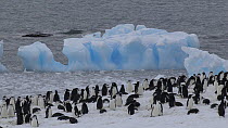 Chinstrap penguin (Pygoscelis antarcticus) colony, Aitcho Island, South Shetland Islands.