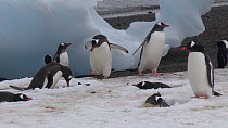Gentoo penguins (Pygoscelis papua) courting, the male bringing a stone to his partner, Aitcho Island, South Shetland Islands.