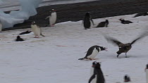 Gentoo penguins (Pygoscelis papua) chasing a South polar skua (Stercorarius maccormicki) from their breeding colony, Aitcho Island, South Shetland Islands.