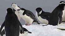 Chinstrap penguins (Pygoscelis antarcticus) interacting, Aitcho Island, South Shetland Islands.