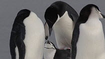 Pair of Chinstrap penguins (Pygoscelis antarcticus) mating, Aitcho Island, South Shetland Islands.