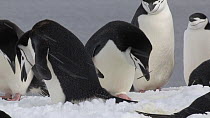 Chinstrap penguin (Pygoscelis antarcticus) adding a stick to its nest and fighting with a neighbouring pair, Aitcho Island, South Shetland Islands.