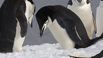 Chinstrap penguin (Pygoscelis antarcticus) adding a stick to its nest and fighting with a neighbouring pair, Aitcho Island, South Shetland Islands.