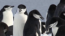 Chinstrap penguins (Pygoscelis antarcticus) resting in colony, Aitcho Island,  South Shetland Islands.