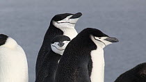 Chinstrap penguins (Pygoscelis antarcticus) sleeping in colony, Aitcho Island, South Shetland Islands.