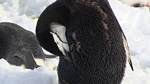 Close-up of a Chinstrap penguin (Pygoscelis antarcticus) preening, Aitcho Island, South Shetland Islands.