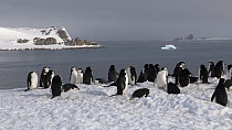 Chinstrap penguins (Pygoscelis antarcticus) resting in colony, Aitcho Island, South Shetland Islands.
