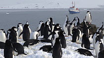 View of a Chinstrap penguin (Pygoscelis antarcticus) colony, with a ship in the background, Aitcho Island, South Shetland Islands.