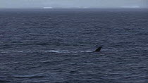 Killer whale (Orcinus orca) hunting at the surface, with a Humpback whale (Megaptera novaeangliae) nearby, South Shetland Islands.