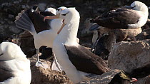 Panning shot of Black browed albatrosses (Thalassarche melanophris) sitting on nests in a colony, with a pair bonding and Southern rockhopper penguins (Eudyptes chrysocome) in the background, New Isla...
