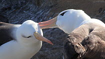 Close-up of a pair of Black browed albatrosses (Thalassarche melanophris) mutual grooming, New Island, Falkland Islands.
