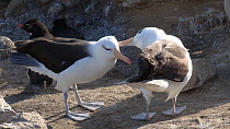 Pair of Black browed albatrosses (Thalassarche melanophris) mutual grooming, with two Southern rockhopper penguins (Eudyptes chrysocome) in the background, New Island, Falkland Islands.