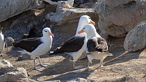 Tracking shot of a Black browed albatross (Thalassarche melanophris) walking through a colony, interacting with another pair and Southern rockhopper penguins (Eudyptes chrysocome), New Island, Falklan...