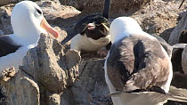 Southern rockhopper penguins (Eudyptes chrysocome) pecking at a Black browed albatross (Thalassarche melanophris) walking through a mixed breeding colony, New Island, Falkland Islands.