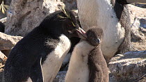 Southern rockhopper penguin (Eudyptes chrysocome) preening chick then itself, New Island, Falkland Islands.