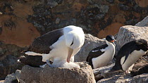 Black browed albatross (Thalassarche melanophris) at nest, preening its chick, with Southern rockhopper penguins (Eudyptes chrysocome) and Rock cormorants (Phalacrocorax magellanicus) in the backgroun...