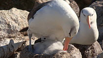 Black browed albatross (Thalassarche melanophris) preening its chick on a nest, chick defecates, New Island, Falkland Islands.