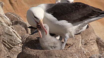 Black browed albatross (Thalassarche melanophris) regurgitating food for chick at nest, New Island, Falkland Islands.