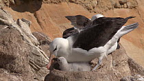Black browed albatross (Thalassarche melanophris) preening and feeding chick, New Island, Falkland Islands.