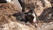 Southern rockhopper penguin (Eudyptes chrysocome) at nest in breeding colony, stretching and knocking chick over, New Island, Falkland Islands.