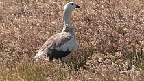 Magellan goose (Chloephaga picta) feeding, New Island, Falkland Islands.