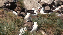 Wide angle shot of a Black browed albatross (Thalassarche melanophris) in a nest with a chick, New Island, Falkland Islands.
