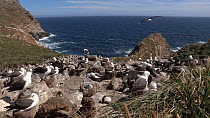 Wide angle shot of a Black browed albatross (Thalassarche melanophris) colony, West Point Island, Falkland Islands.
