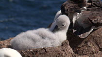Close up of a Black browed albatross (Thalassarche melanophris) chick preening on a nest, West Point Island, Falkland Islands.